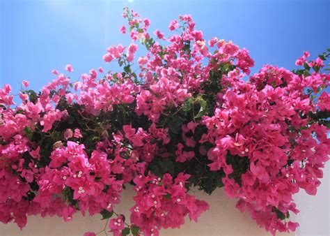 The Best Flowering Shrubs for Florida Landscapes