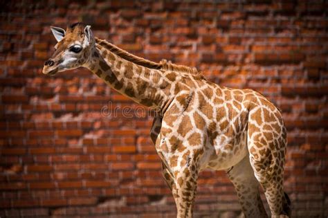 Baby giraffe in zoo park stock photo. Image of full - 250790962