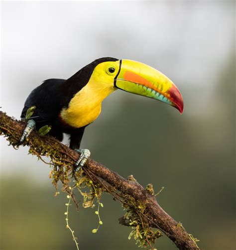 Keel-billed Toucan (Hand fed) – AZ Birds