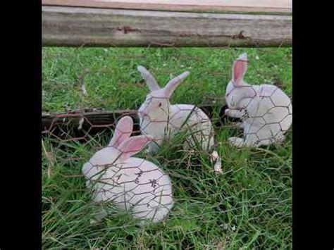 TAMUK Rabbits From Texas A M YouTube