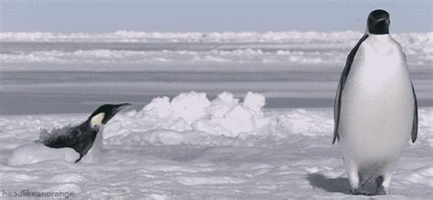 Penguin Swimming GIF - Find & Share on GIPHY