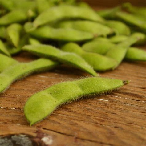 Heirloom Edamame Seeds – Thresh Seed Co.