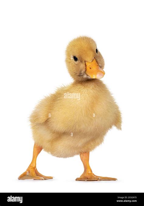 cute  day  baby peking duck chick standing facing front