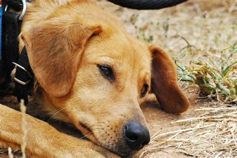 Signes Que Votre Chien Est Stress D Prim Ou Triste R Ponse