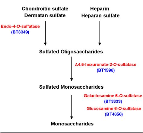 Figure From Sulfatases And Radical Sam Enzymes Emerging Themes In