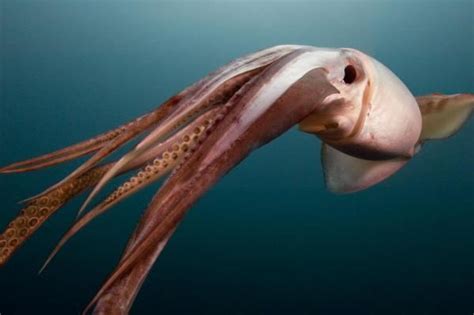 Humboldt squid - Alchetron, The Free Social Encyclopedia