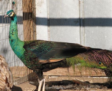 Black Shoulder Peacocks