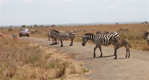 Kenya National Parks and Reserves