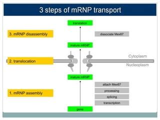 Nuclear export of mRNA | PDF 