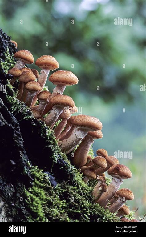 Honey Fungus is an edible mushroom Stock Photo - Alamy