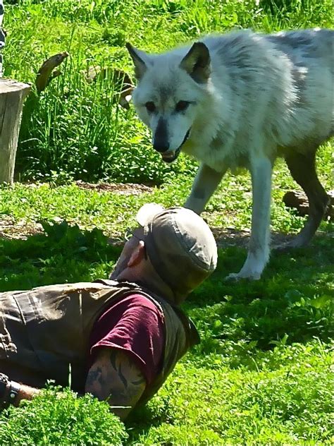 Visiting an Amazing Wolf Sanctuary in Ipswich, Massachusetts