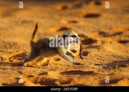 Young Meerkat eating a Scorpion - Kalahari South Africa Stock Photo - Alamy