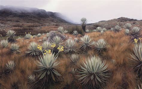 Chingaza Colombia Paisagem Mida Puya Goudotiana E Frailejones