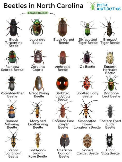 Common Insects In North Carolina