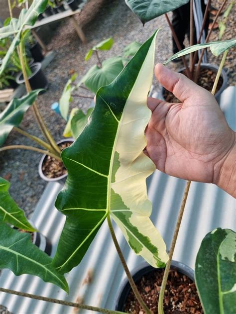 Alocasia Sarian White Variegated