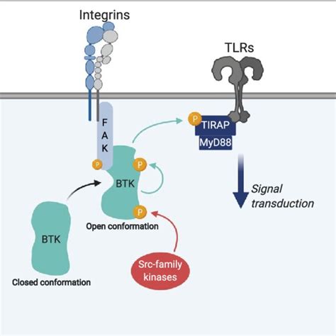 Tyrosine Phosphorylation Following Tlrs Engagement Activated Fak