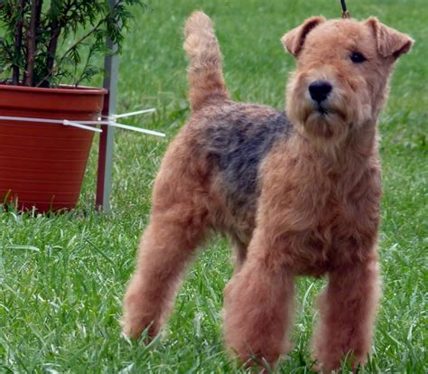 Lakeland Terrier Dog Breed Information Puppies And Breeders Dogs Australia