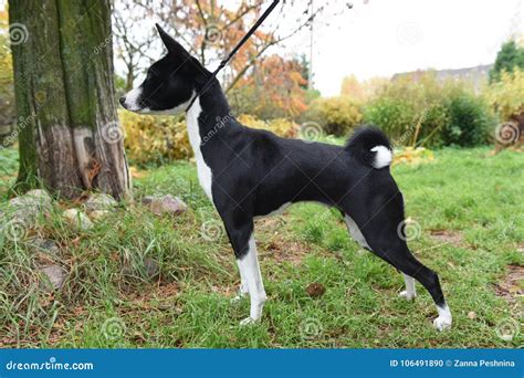 Black and White Basenji Dog on Nature Stock Photo - Image of ears ...