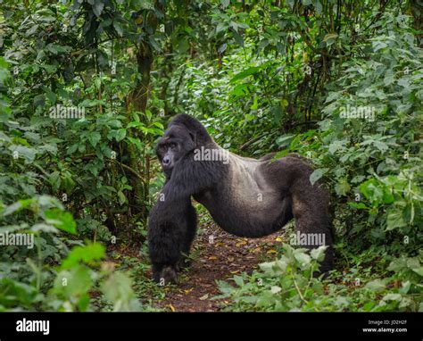 Gorila de montaña masculino dominante en la selva tropical Uganda