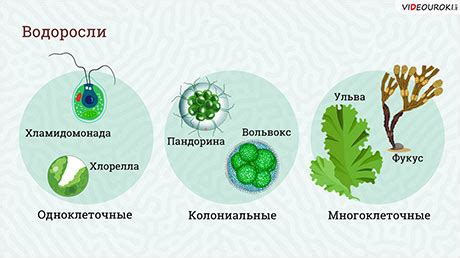 Водоросли