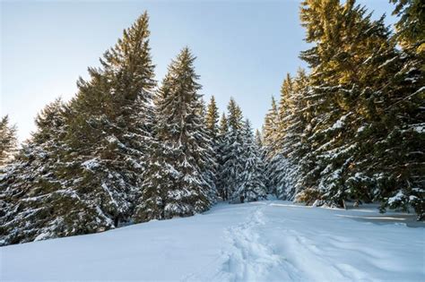 Abetos Altos Cobertos De Neve Espessa Sob O C U Azul Em Dia Ensolarado