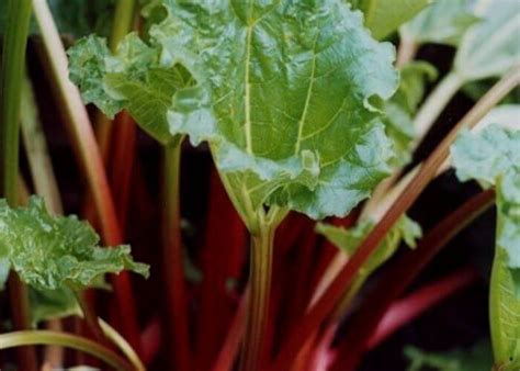 14 Absolute Best Rhubarb Varieties To Grow In Your Garden - Gardening ...