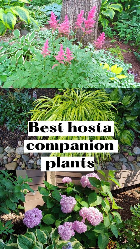 I Will Show You 5 Of The BEST Hosta Companion Plants Shade Perennials