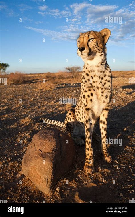 Male Subadult Cheetah Acinonyx Jubatus Kalahari Basin Namibia Stock