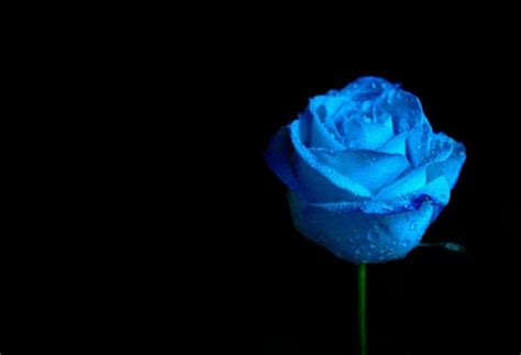 Black And Blue Rose Wallpapers Top Free Black And Blue Rose