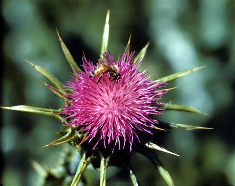 Cirsium Lanceolatum Asteraceae Image At Phytoimages Siu Edu