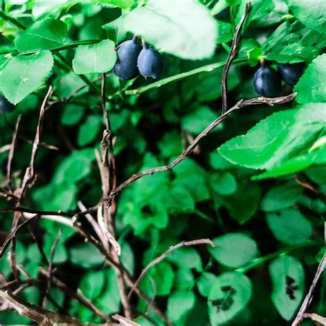 Un arbusto con hojas verdes y arándanos Foto Premium