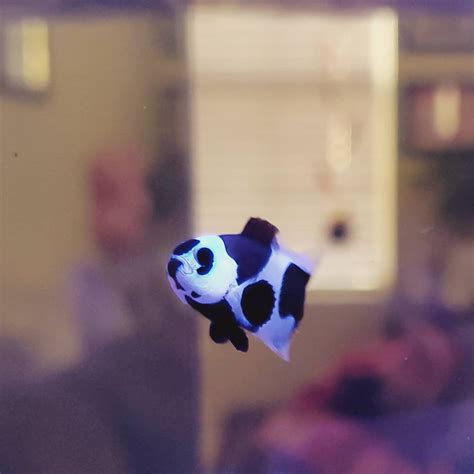 California - Black storm clownfish | REEF2REEF Saltwater and Reef Aquarium Forum