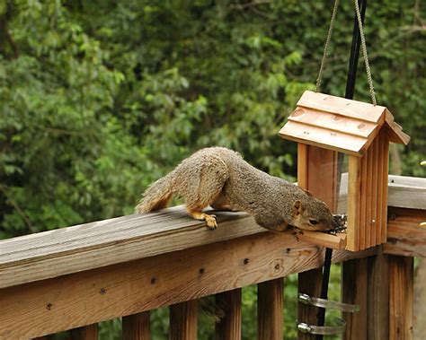 How To Keep Squirrels Out Of Bird Feeders