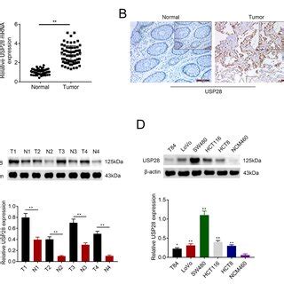 Usp Promoted Aerobic Glycolysis Of Colorectal Cancer Cell Increased