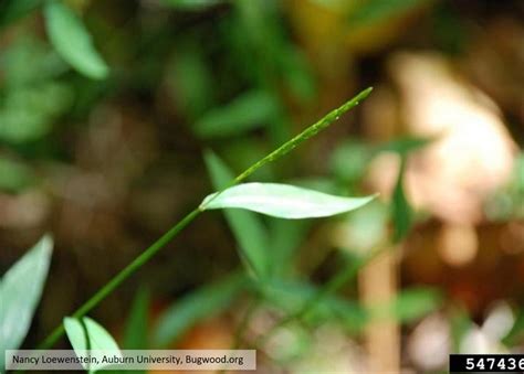 Japanese Stiltgrass Identification And Management University Of Maryland Extension