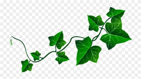 Clip Art Vine Leaves - Png Download (#3973709) - PinClipart