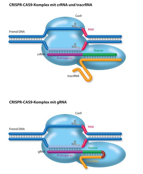 Arbeitsweise Von Crispr Cas9 Max Planck Gesellschaft