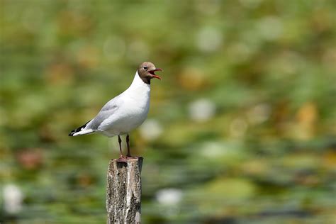 Bird Seagull Ornithology - Free photo on Pixabay - Pixabay