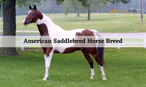 American Saddlebred Horse Breed | Horse Saddle Shop