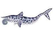 Helicoprion | Fossil Wiki | FANDOM powered by Wikia