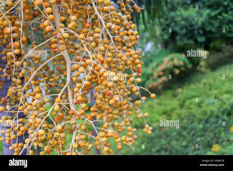 D Arec Ou De Noix De B Tel Areca Palm Plan Moyen Dans Le Jardin Photo