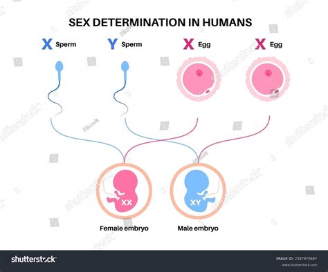 Sex Determination Humans Development Sexual Characteristics Stock Vector Royalty Free