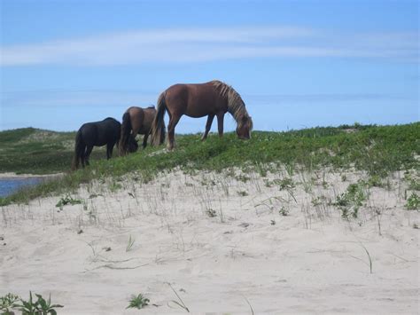 Four Ways to Visit Sable Island in 2020 – Friends of Sable Island