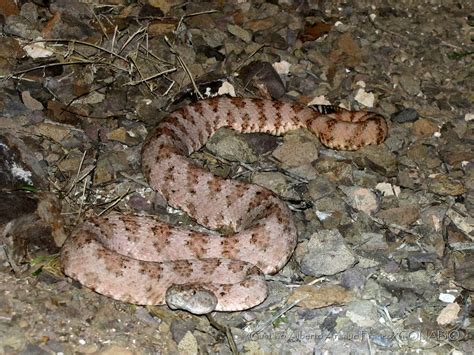 Cronicasdefauna On Twitter En La Isla Del Ngel De La Guarda En El