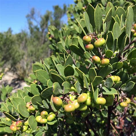 Manzanita Berries Provide Food And Drink For The Cahuilla