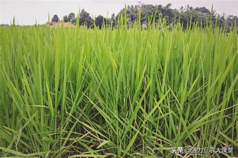 水稻高產種植技術分享，穗期做好這幾點田間管理，畝增產300斤 每日頭條