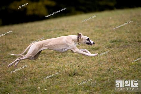 Running greyhound, whippet, Stock Photo, Picture And Royalty Free Image ...