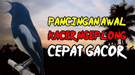 Pancingan Awal Kacer Ngeplong Keras Buat Kacer Bahan Cepat Gacor Ampuh