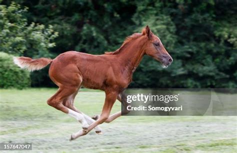 Galloping Free High-Res Stock Photo - Getty Images