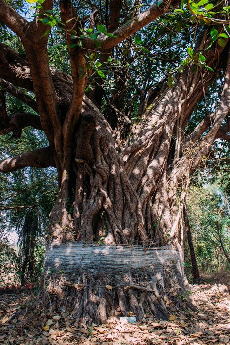 Bhagavan Nityananda Tree Ganeshpuri India Retreat The Ashram The